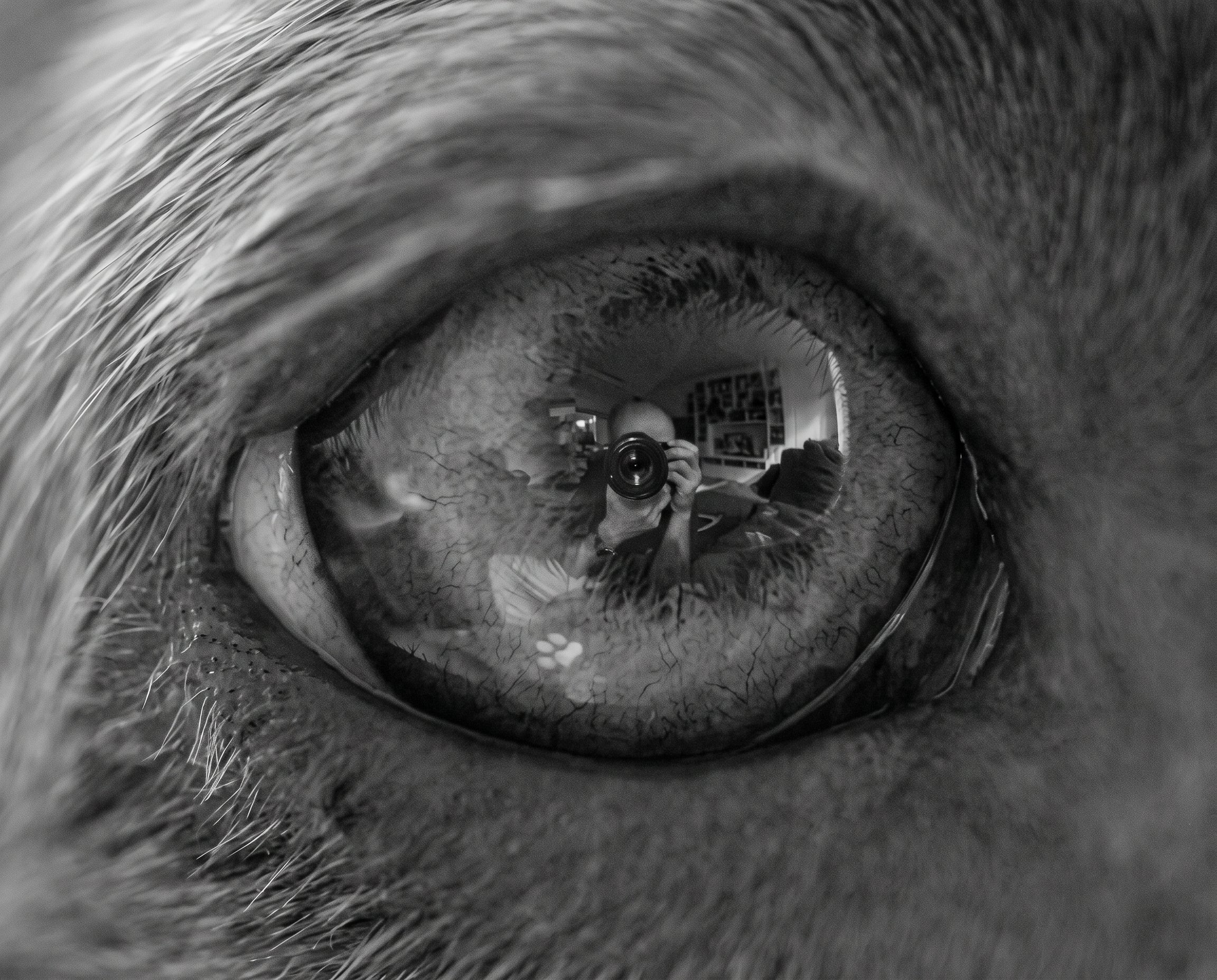 Close up of a dog's eye