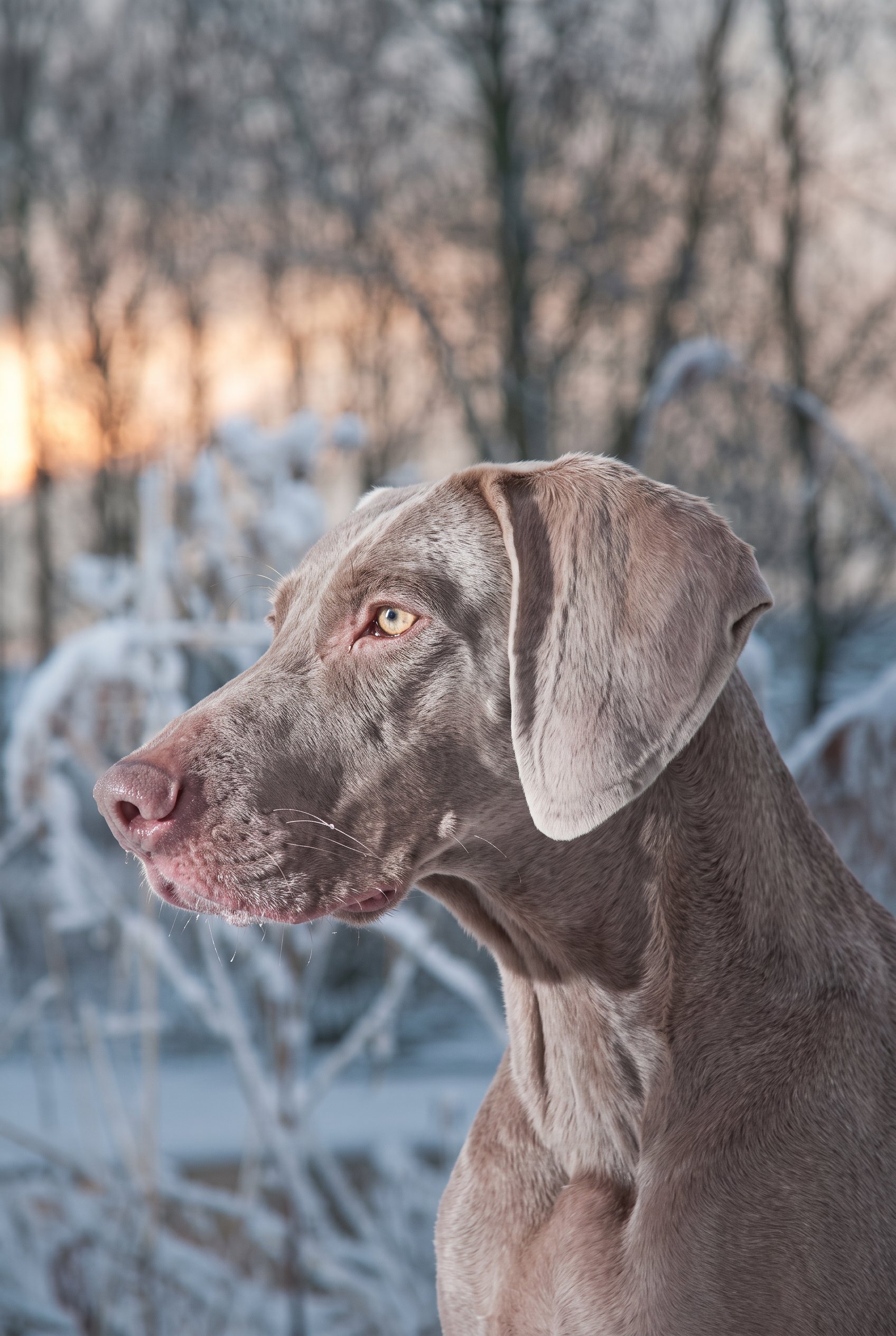 Dog resting in low afternoon light